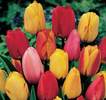 HPFA08-09_Tulips_Darwin_Hybrid_Mixed