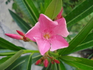 Pink Oleander_Leandru (2010, Aug.08)