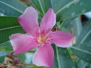 Pink Oleander_Leandru (2010, Aug.08)