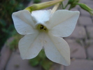 White Nicotiana (2010, August 28)