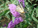 Buddleja davidii Purple (2010, Aug.07)
