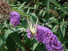 Buddleja davidii Purple (2010, Aug.07)