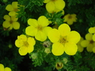 Yellow flower (2009, July 03)