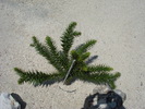 Araucaria (2009, July 03)