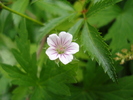 Geranium maculatum (2009, July 03)