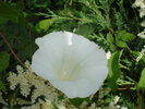 White Morning Glory (2009, July 03)