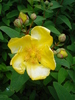 Yellow Rose (2009, July 03)