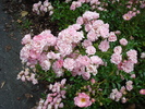 Pink Roses (2009, July 03)