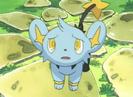 shinx: o sa murim!!!!!!!1