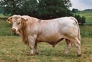 taur charolais