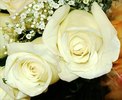 Intre-201-si-300-lei-23-trandafiri-albi-poza-t-T-n-white roses