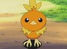 torchic: da!