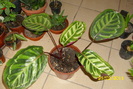 calathea medalion roseopicta