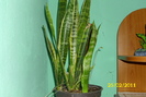 sansevieria trifasciata