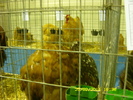 SN852790