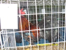 SN852750