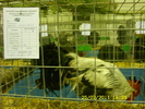 SN852747