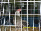 SN852744