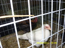 SN852798