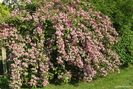 weigela