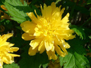 floare-kerria-japonica