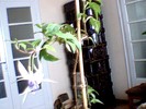 fuchsia  mov deschis involt
