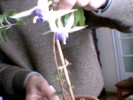 fuchsia  mov deschis involt