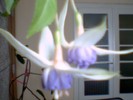 fuchsia  mov deschis involt