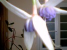 fuchsia  mov deschis involt