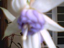 fuchsia  mov deschis involt