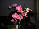 phala