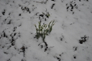 Picture 069