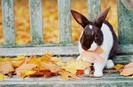 autumn004