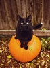 autumn033