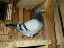 DSCI5786