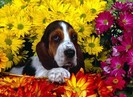 dog-hiding-in-flowers