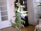 fuchsia  mov deschis involt