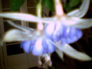 fuchsia  mov deschis involt