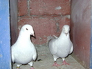 24366806_AVUUMRRTU[1]