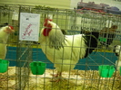 expo BV-2011-pagina-.Dragosduru