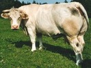 vaca charolais
