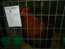 DSC01223