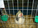 DSC01229