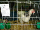 DSC01231