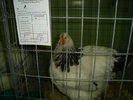 DSC01238