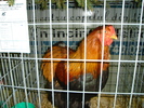 DSC01240