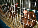 DSC01254
