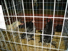 DSC01264