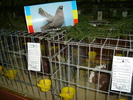 DSC01268