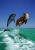 delfini_2